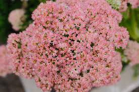 Image result for Chrysanthemum spectabile