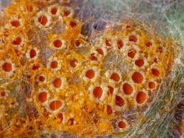 Attēlu rezultāti vaicājumam “Puccinia poarum”