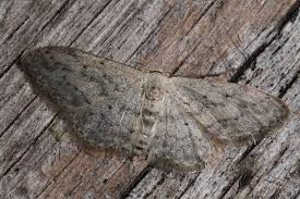 Attēlu rezultāti vaicājumam “Idaea seriata”