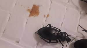 Attēlu rezultāti vaicājumam “Carabus glabratus”