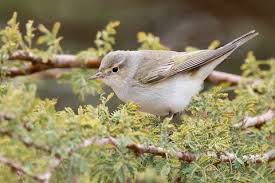 Image result for Phylloscopus orientalis