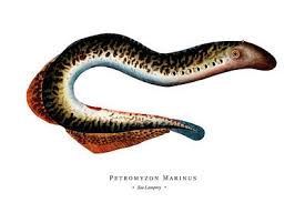 Image result for Petromyzon marinus