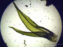 Attēlu rezultāti vaicājumam “Orthotrichum speciosum”