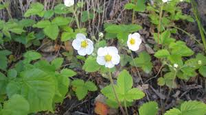 Attēlu rezultāti vaicājumam “Fragaria moschata flower”