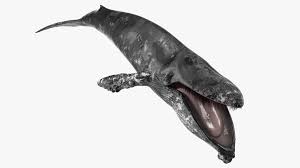 Image result for Balaenoptera musculus