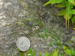 Attēlu rezultāti vaicājumam “Polygala amarella leaf”