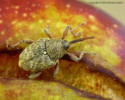 Attēlu rezultāti vaicājumam “Curculio nucum”