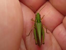 Attēlu rezultāti vaicājumam “Omocestus viridulus”