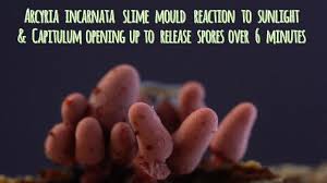 Attēlu rezultāti vaicājumam “Arcyria incarnata spores”