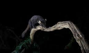 Attēlu rezultāti vaicājumam “Somateria mollissima juvenile”