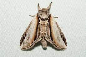 Attēlu rezultāti vaicājumam “Pheosia gnoma male”