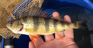 Image result for Perca flavescens