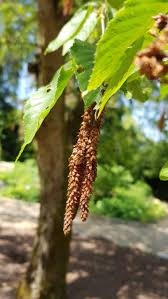 Attēlu rezultāti vaicājumam “Betula humilis fruit”