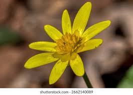 Attēlu rezultāti vaicājumam “Ficaria verna flower”