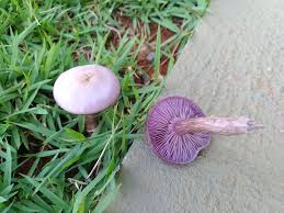 Attēlu rezultāti vaicājumam “Leporida”