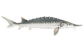 Image result for Acipenser medirostris