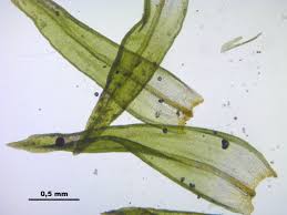 Attēlu rezultāti vaicājumam “Orthotrichum patens”