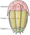Trilobite Cephalon
