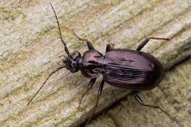 Attēlu rezultāti vaicājumam “Loricera pilicornis”