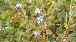Attēlu rezultāti vaicājumam “Myosotis ramosissima flower”
