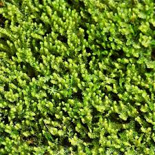 Attēlu rezultāti vaicājumam “Trilophozia quinquedentata”