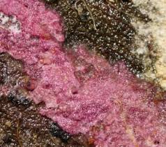 Attēlu rezultāti vaicājumam “Ceriporia purpurea”