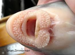 Image result for Cycleptus elongatus