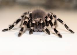 Znalezione obrazy dla zapytania geniculata