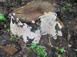 Attēlu rezultāti vaicājumam “Phlebia rufa”