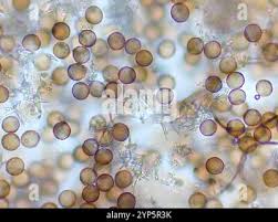 Attēlu rezultāti vaicājumam “Didymium nigripes”