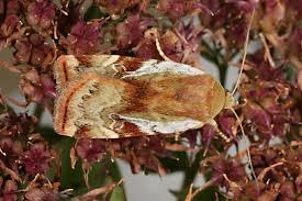 Attēlu rezultāti vaicājumam “Cryptocala chardinyi”