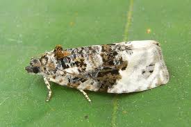 Attēlu rezultāti vaicājumam “Apotomis betuletana”