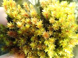 Attēlu rezultāti vaicājumam “Bryum pseudotriquetrum”