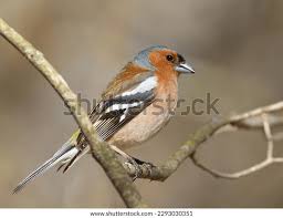 Attēlu rezultāti vaicājumam “Fringilla coelebs”