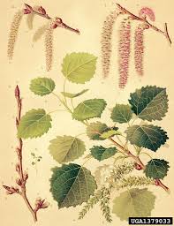 Attēlu rezultāti vaicājumam “Populus tremula”