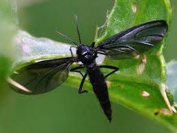 Attēlu rezultāti vaicājumam “Sciara analis”