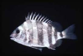 Image result for Archosargus probatocephalus