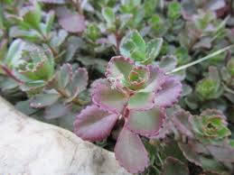 Attēlu rezultāti vaicājumam “Phedimus spurius leaf”