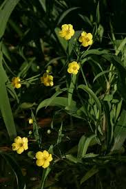 Attēlu rezultāti vaicājumam “Ranunculus lingua”