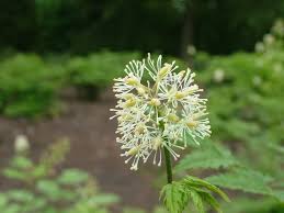 Attēlu rezultāti vaicājumam “Actaea spicata flower”
