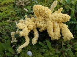 Attēlu rezultāti vaicājumam “Fuligo cinerea”