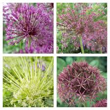 Attēlu rezultāti vaicājumam “Allium holandicum bud”