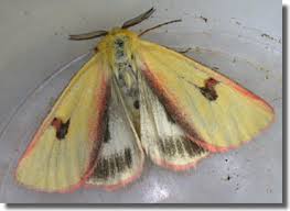 Attēlu rezultāti vaicājumam “Diacrisia sannio female”