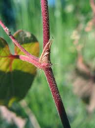 Attēlu rezultāti vaicājumam “Fallopia convolvulus leaf”