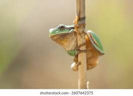 Attēlu rezultāti vaicājumam “Hyla arborea”