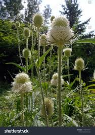 Image result for Dipsacus laciniatus