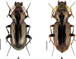 Attēlu rezultāti vaicājumam “Notiophilus germinyi”
