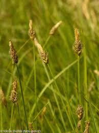 Attēlu rezultāti vaicājumam “Carex caryophyllea fruit”