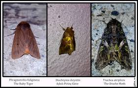 Attēlu rezultāti vaicājumam “Diachrysia tutti”