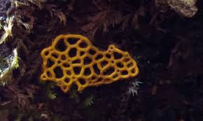 Attēlu rezultāti vaicājumam “Hemitrichia serpula macro”